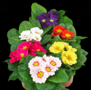 Primeln 0.89&nbsp;&euro;