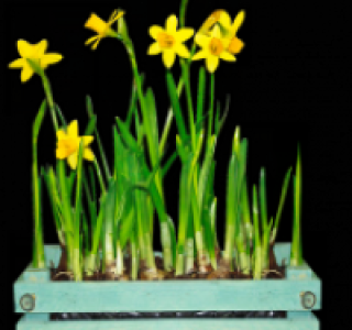 Fr&uuml;hlingswach-Mix in der Holzkiste