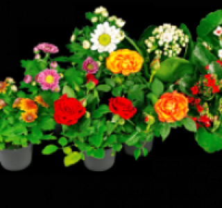 Mini-Bl&uuml;hpflanzen