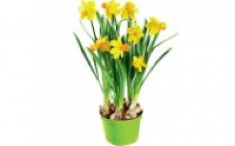 Narzissen 1.99&nbsp;&euro;