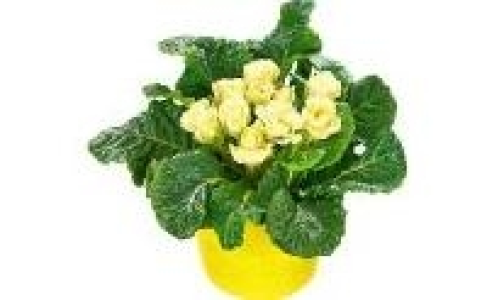 Primel 1.99&nbsp;&euro;