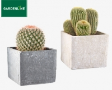 GARDENLINE®Kaktee oder Sukkulente
