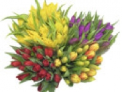 Tulpenstrauß 1.99 €