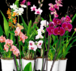 Verschiedene Orchideen 6.99&nbsp;&euro;