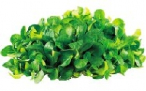 Feldsalat 0.99 €