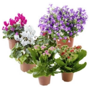 Bl&uuml;hpflanzen-Mix 1.99&nbsp;&euro;