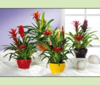 Bromelien 8.99&nbsp;&euro;
