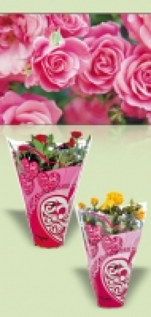 Topfrose 3.49 €