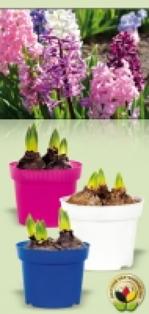 Hyazinthen 1.49&nbsp;&euro;