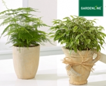 GARDENLINE®Pflanzen-Mix in Trendkeramik 4.99 €