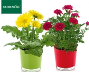 GARDENLINE®Frühlingsblüher im Glastopf