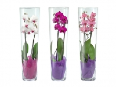 Schmetterlingsorchidee (Phalaenopsis) 14.99&nbsp;&euro;