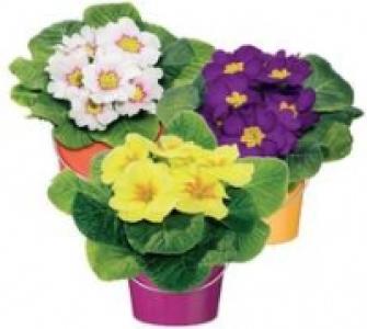 Primel 10,5-cm-Topf 0.99 €