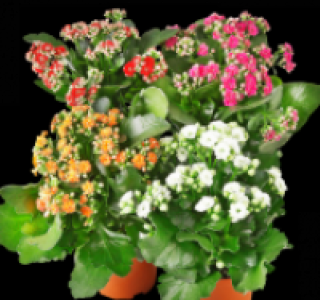 Kalanchoe 1.79 €