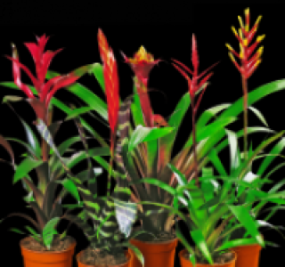Bromelien