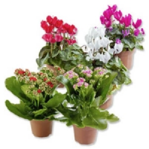 Bl&uuml;hpflanzen-Mix 1.99&nbsp;&euro;