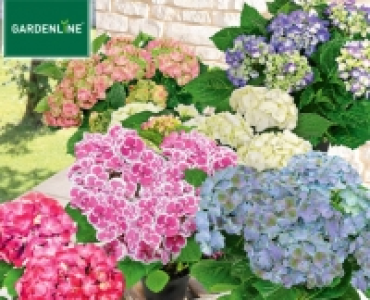 GARDENLINE&reg;Hortensie, Lizenz