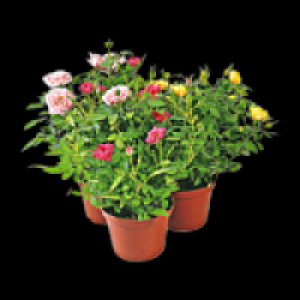 Topfrosen in Geschenktüte