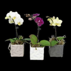 Schmetterlingsorchidee in Keramik