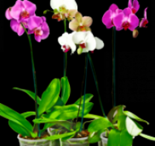 Mini-Phalaenopsis 4.99 €