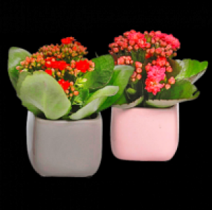 Kalanchoe 1.99 €
