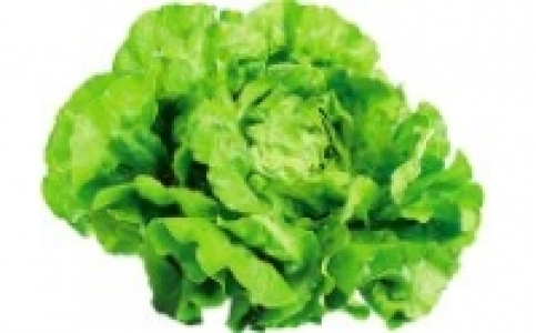 Kopfsalat 0.79&nbsp;&euro;