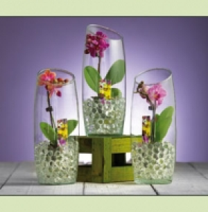 Mini-Phalaenopsis 6.99 €