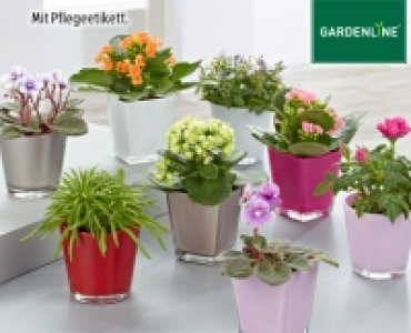 GARDENLINE®Mini-Pflanze im Glastopf 1.99 €