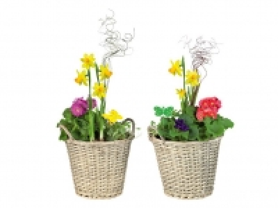 Bepflanzter Korb 9.99 €