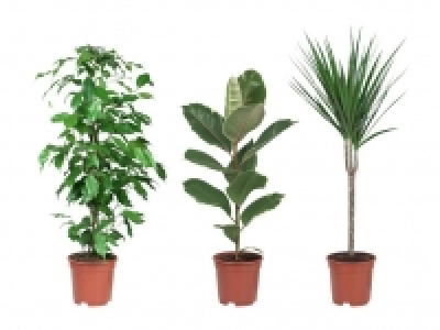 Gr&uuml;npflanze 3.99&nbsp;&euro;