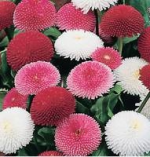 Gänseblümchen