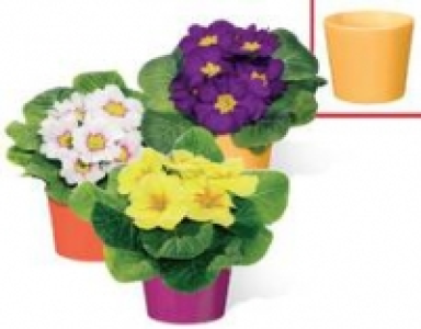 Primel, 9-cm-Topf