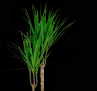 Drachenbaum 14.99&nbsp;&euro;