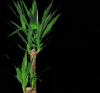 Palmlilie 14.99&nbsp;&euro;