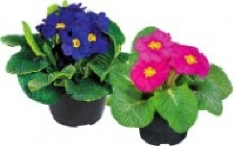 Primel 0.59&nbsp;&euro;