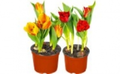 Tulpen 2.49 €