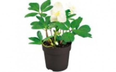 Christrose Helleborus 3.99&nbsp;&euro;