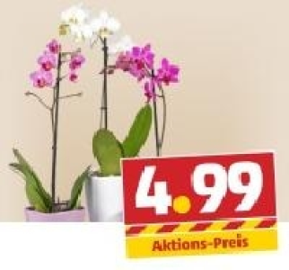 Verschiedene Phalaenopsis-Orchideen im Keramiktopf