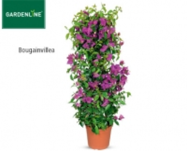 GARDENLINE&reg;Balkon- und Terrassenpflanze