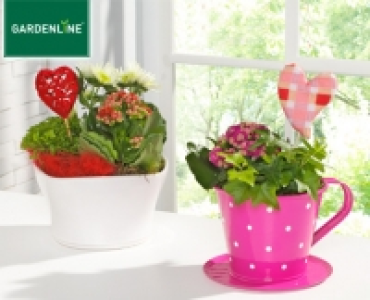 GARDENLINE&reg;Pflanze zum Muttertag 3.99&nbsp;&euro;