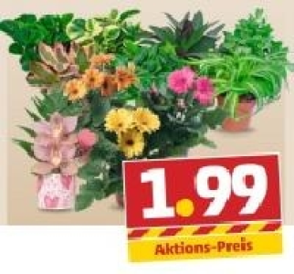 Bunte Mischung zum Valentinstag