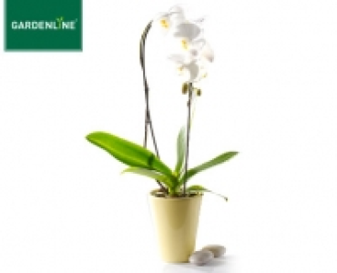 GARDENLINE®Phalaenopsis Cascade 9.99 €