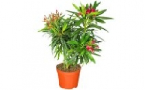 Oleander 6.99 €