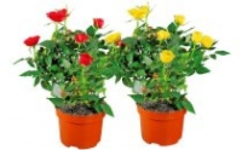 Topfrosen 2.99&nbsp;&euro;