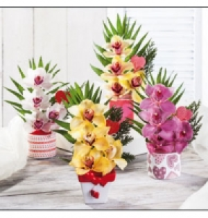 Orchideengesteck 4.99 €