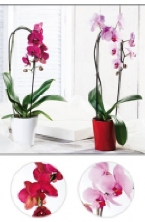Phalaenopsis Cascade 9.99 €