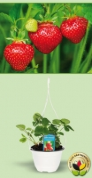Erdbeerpflanzen 1.99 €