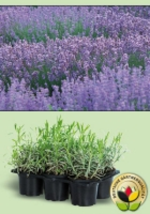 Lavendel 3.49 €