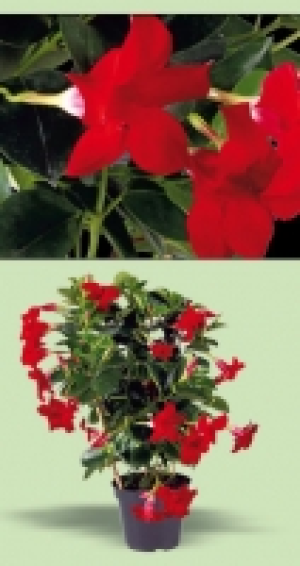 Dipladenia 6.99 €
