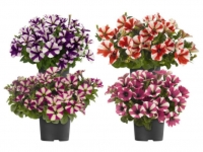 Petunie 1.29&nbsp;&euro;